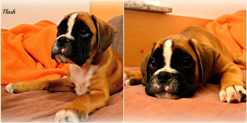 9,5 weeks